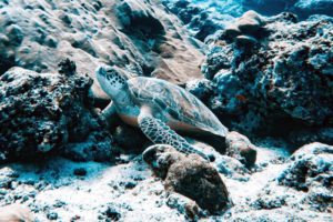 Florence, green turtle, adopted for Isabella Adopted green turtle, Maldives. Image