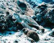 Adopted green turtle, Maldives. Image