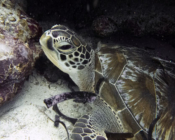 Adopted green turtle, Maldives. Image
