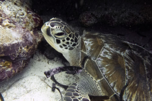 Ava the Turtle, adopted by Hannah Ashford Adopted green turtle, Maldives. Image