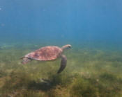 Adopted green turtle, Maldives.