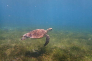 Turthif, green, adopted for Adam. Adopted green turtle, Maldives.