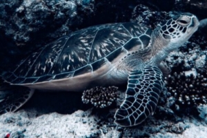 Klein Stein, green, adopted by Miriam Staiger. Green turtle, Hithadhoo corner, Maldives. Maldives. Image.