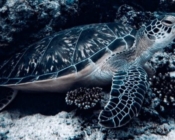 Green turtle, Hithadhoo corner, Maldives. Maldives. Image.