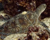 Green turtle, resting on reef, barnacle on carapace, Hithadhoo Corner, Laamu atoll, Maldives. Image.