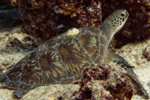 Kaon, green turtle, adopted Green turtle, resting on reef, barnacle on carapace, Hithadhoo Corner, Laamu atoll, Maldives. Image.