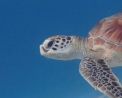Green turtle, swimming in the blue, Dhunikolhu House Reef, Baa atoll, Maldives. Image.