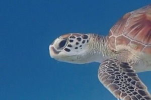 Coco Stani, green turtle, adopted by Tanja and René Schönsleben Green turtle, swimming in the blue, Dhunikolhu House Reef, Baa atoll, Maldives. Image.