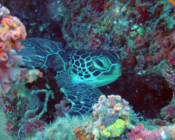 Adopted turtle Maldives. Image