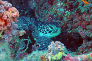 Pichincha, green, adopted by Familia Portuondo-Tobeñas. Adopted turtle Maldives. Image