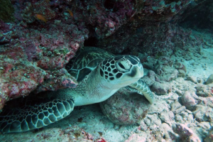 Macarron, adopted by Isabel Adopted green turtle, Maldives. Image