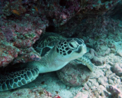Adopted green turtle, Maldives. Image