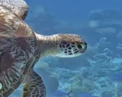 Adopted green turtle, Maldives. Image