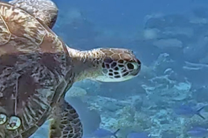 Anna Josefine Adopted by Trine Jensen for Josefine Adopted green turtle, Maldives. Image