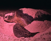 Adopted green turtle, Maldives