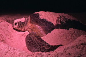 Pauline, green turtle, adopted by The Hay Family. Adopted green turtle, Maldives