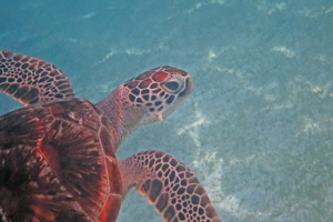 Nettie, green turtle, adopted by Janette davies Adopted green turtle, Maldives