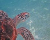 Adopted green turtle, Maldives