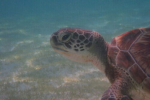 Sameroquis, green turtle, adopted by Monica and Joaquin Green turtle foraging in a seagrass meadow, Kuredu house reef and lagoon, Lhaviyani atoll, Maldives. Image.