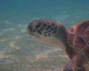 Green turtle foraging in a seagrass meadow, Kuredu house reef and lagoon, Lhaviyani atoll, Maldives. Image.