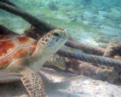 Adopted green turtle, Maldives.