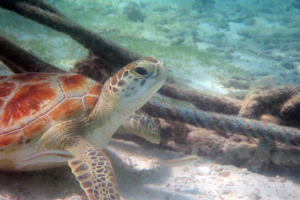 Verruga, green turtle, adopted. Adopted green turtle, Maldives.