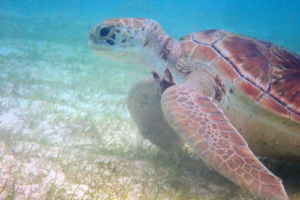 Lemon, green, adopted by Temple Scott Jones Adopted green turles, Maldives.