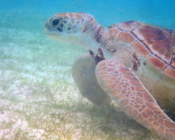 Adopted green turles, Maldives.