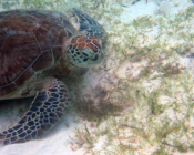 Adopted green turtle, Maldives.