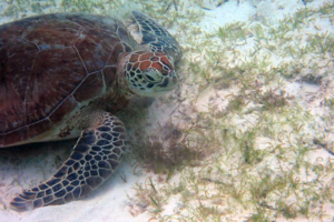 Papaya, green, adopted by Hanna Pitkänen. Adopted green turtle, Maldives.