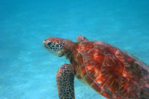 Monfri, green, adopted by Markku Pitkänen Adopted green turtle, Maldives.