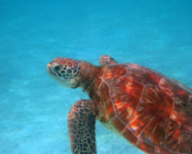 Adopted green turtle, Maldives.