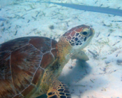 Adopted green turtle Maldives.