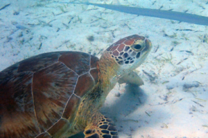 Krogu, green turtle adopted by Yrene. Adopted green turtle Maldives.