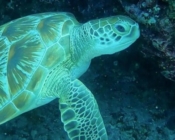 Green turtle resting in a cave, OZEN Oceanside, South Male, Maldives. Image.