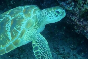 Maadhoo, green turtle, adopted by Núria Camps Suárez Green turtle resting in a cave, OZEN Oceanside, South Male, Maldives. Image.