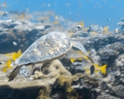 Green turtle, Hithadhoo Corner, Laamu atoll, Maldives. Image.