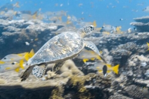 Kokko Oogway, green turtle, adopted by Deep Blue Divers Green turtle, Hithadhoo Corner, Laamu atoll, Maldives. Image.