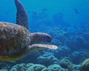 Adopted turtle in the Maldives. Image.
