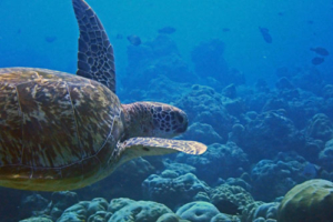 Marmaris, green, adopted by Dave Bell. Adopted turtle in the Maldives. Image.