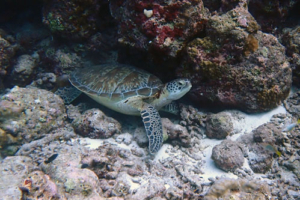 Gioia, green, adopted by Fabrizio Romano & Virginie. Adopted turle in the Maldives. Image