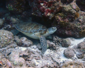 Adopted turle in the Maldives. Image