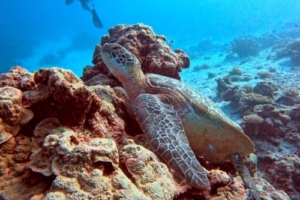 Rana, green turtle, adopted by Intour Maldives Green turtle resting on a rocky outcrop, Shark City, Gaafu atoll, Maldives. Image.