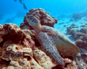 Green turtle resting on a rocky outcrop, Shark City, Gaafu atoll, Maldives. Image.