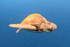 Jabeen, green turtle, adopted by Intour Maldives Green turtle swimming in the blue, Spinner Shark Corner, Koodoo, Gaafu Atoll, Maldives. Image.