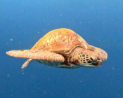 Green turtle swimming in the blue, Spinner Shark Corner, Koodoo, Gaafu Atoll, Maldives. Image.