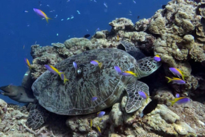 Mochi, green turtle, adopted by Intour Maldives Green turtle sleeping on a reef, Turtle Cove, Gaafu atoll, Maldives. Image.