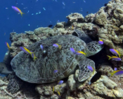 Green turtle sleeping on a reef, Turtle Cove, Gaafu atoll, Maldives. Image.