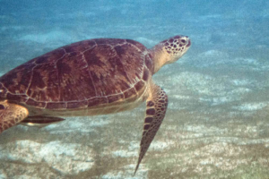 SuperGulli, green turtle, adopted Green turtle swimming over seagrass meadow, Six Senses, Laamu atoll, Maldives. Image.