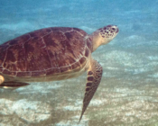 Green turtle swimming over seagrass meadow, Six Senses, Laamu atoll, Maldives. Image.
